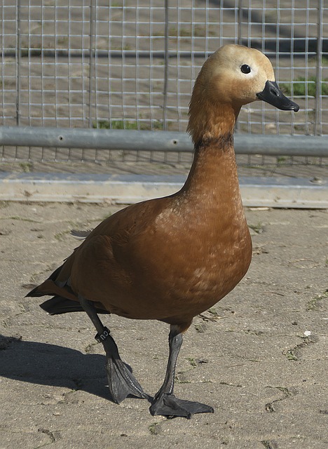 来一直对莱
